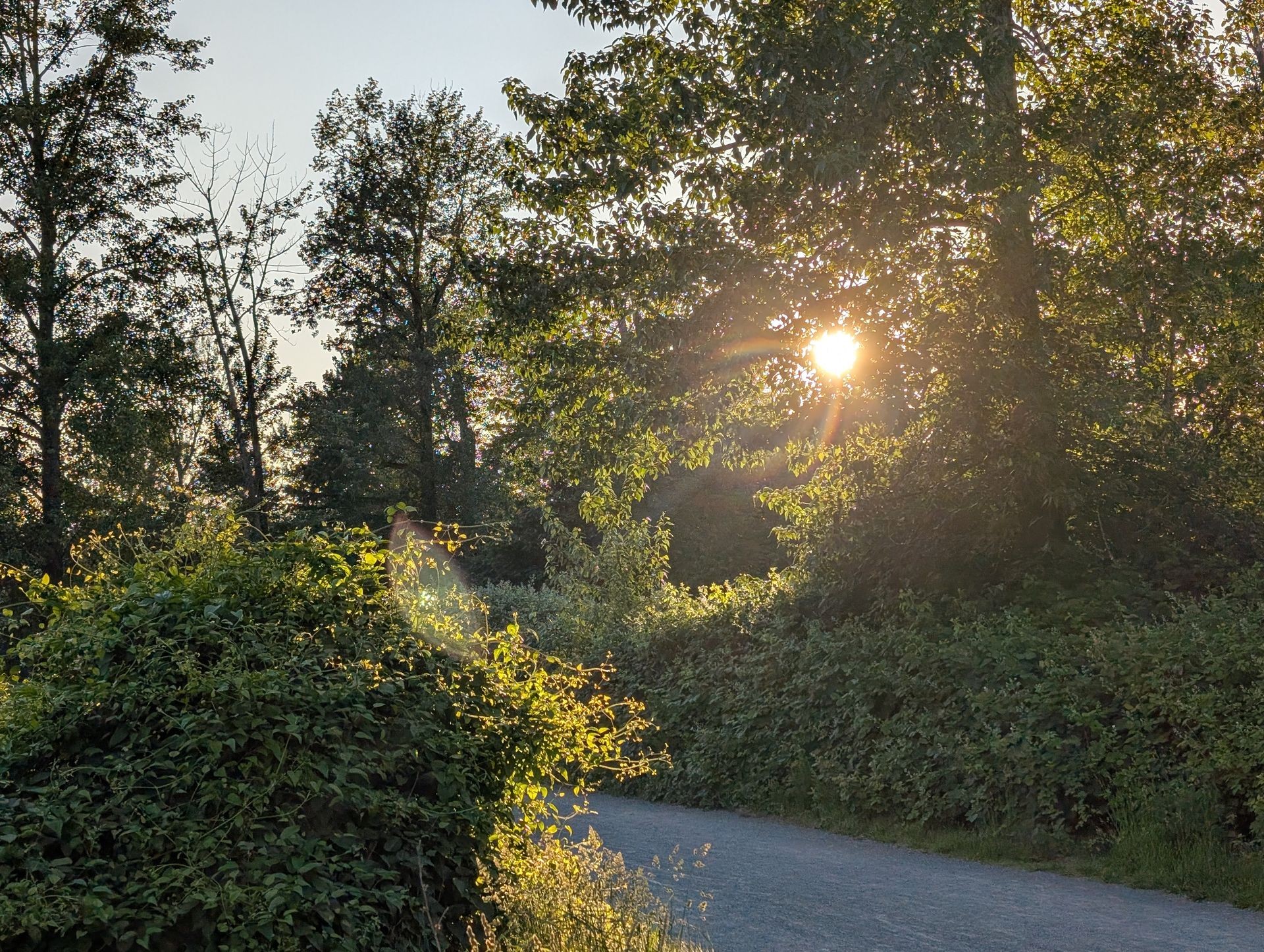 Sunset filters through dense greenery